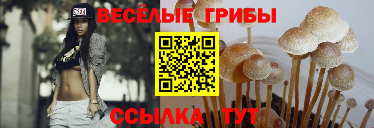 Псилоцибиновые грибы Magic Shrooms  Вход с VPN  сколько стоит  Изобильный 